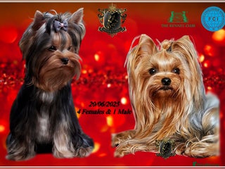 Yorkshire Terrier dogs SILVER & TAN FEMALE YORKIE KC REGISTERED - Advert 2