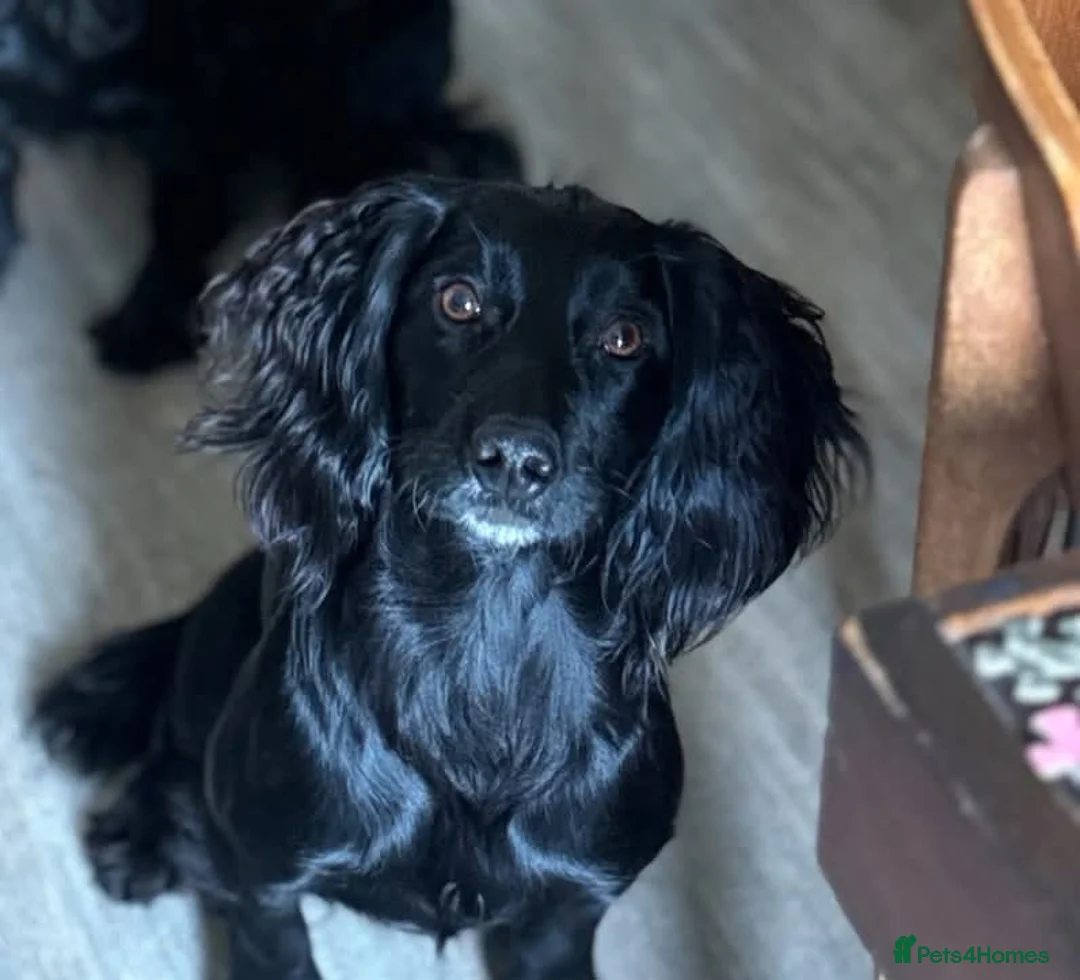 Cockerdor dogs for sale: Cockedor pups for sale  - Advert 9