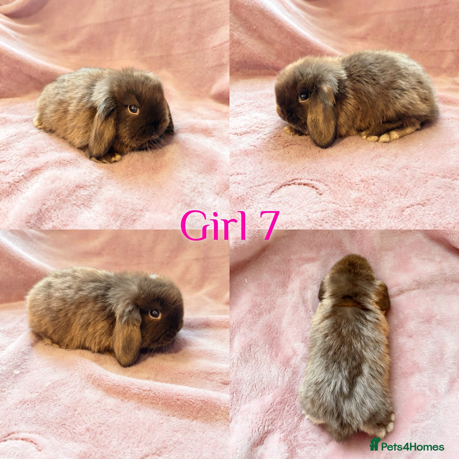 Mini Lop rabbits Baby Mini Lops Ready 08/08 - Advert 2