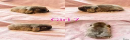 Mini Lop rabbits for sale: Baby Mini Lops Ready 08/08 - Advert 7