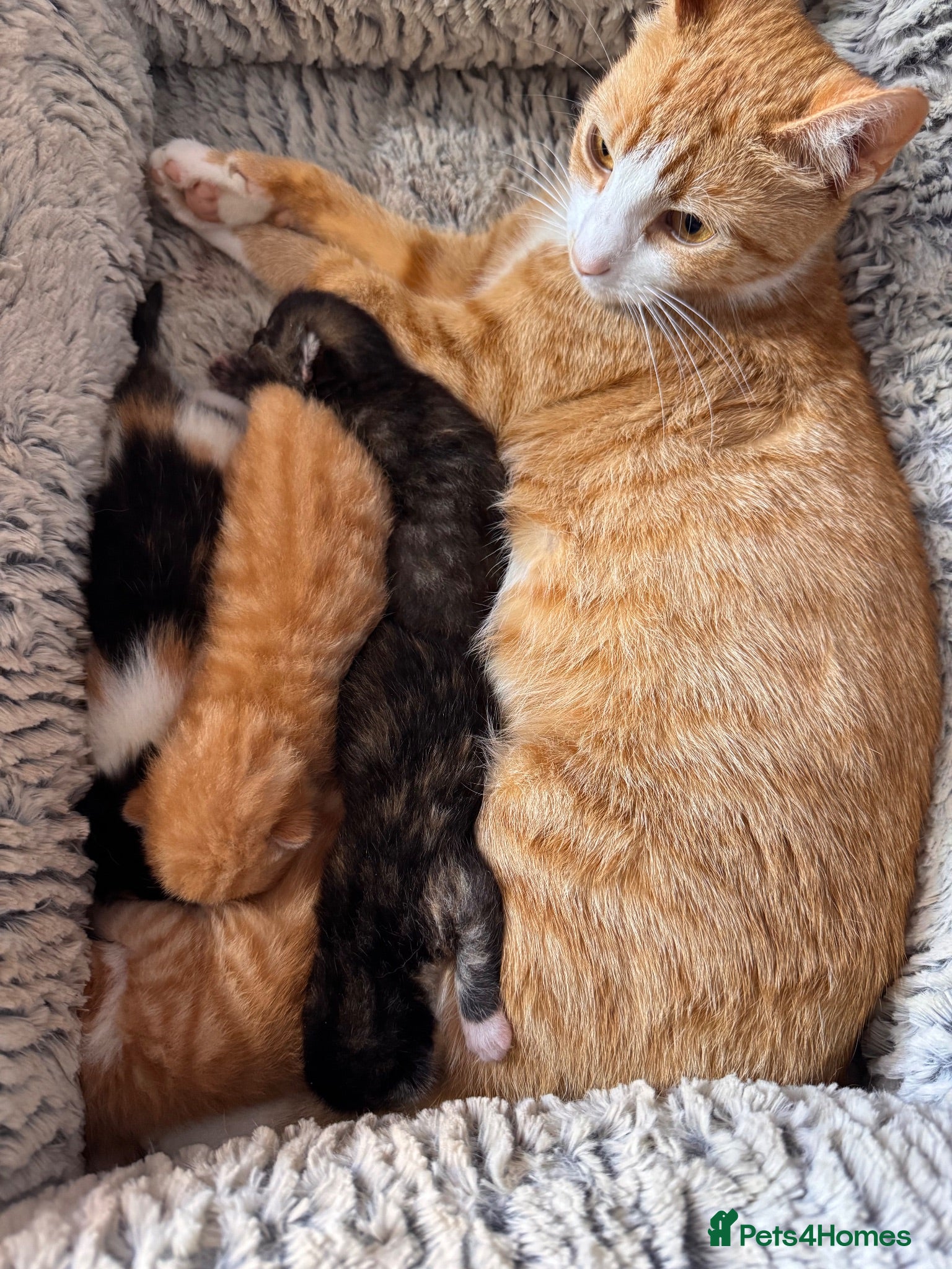 American Shorthair cats 5 beautiful kittens available  - Advert 1