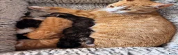 American Shorthair cats for sale: 5 beautiful kittens available  - Advert 1