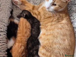 American Shorthair cats 5 beautiful kittens available - Advert 3