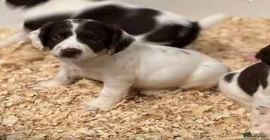 English Springer Spaniel dogs - Advert 7