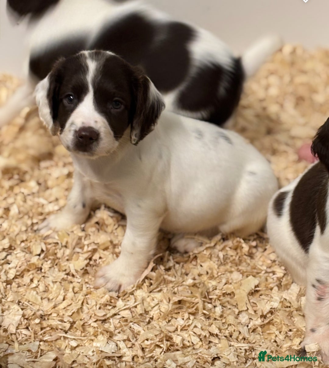 English Springer Spaniel dogs for sale: HEALTH TESTED liver & white springer spaniels  - Image 2