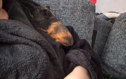 Guinea Pig rodents for sale: 2 Female Guinea Pigs  - Image 4