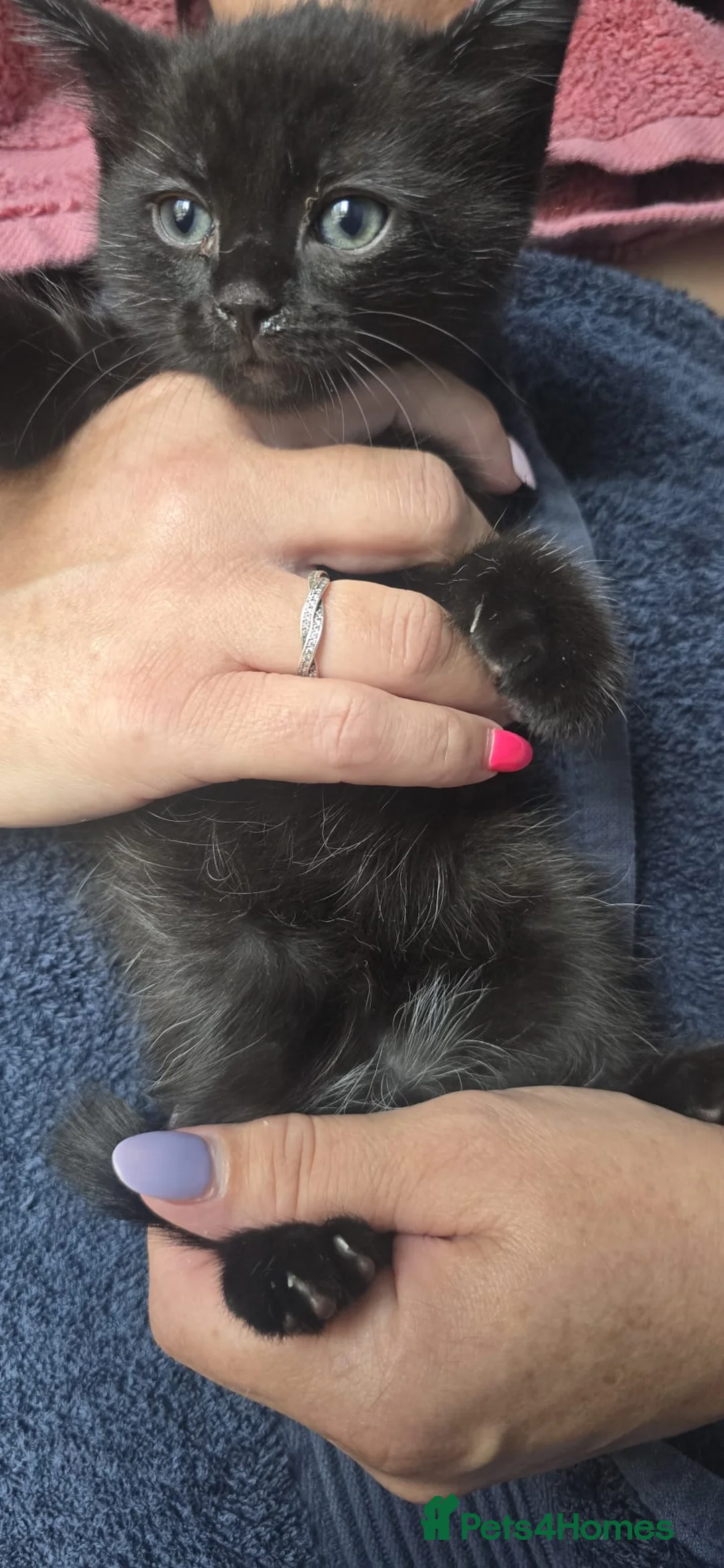 Mixed Breed cats for sale: 3 beautiful kittens ready now - Advert 7