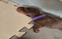 Dobermann dogs for sale: Stunning Dobermann puppies in Nottingham - Image 16