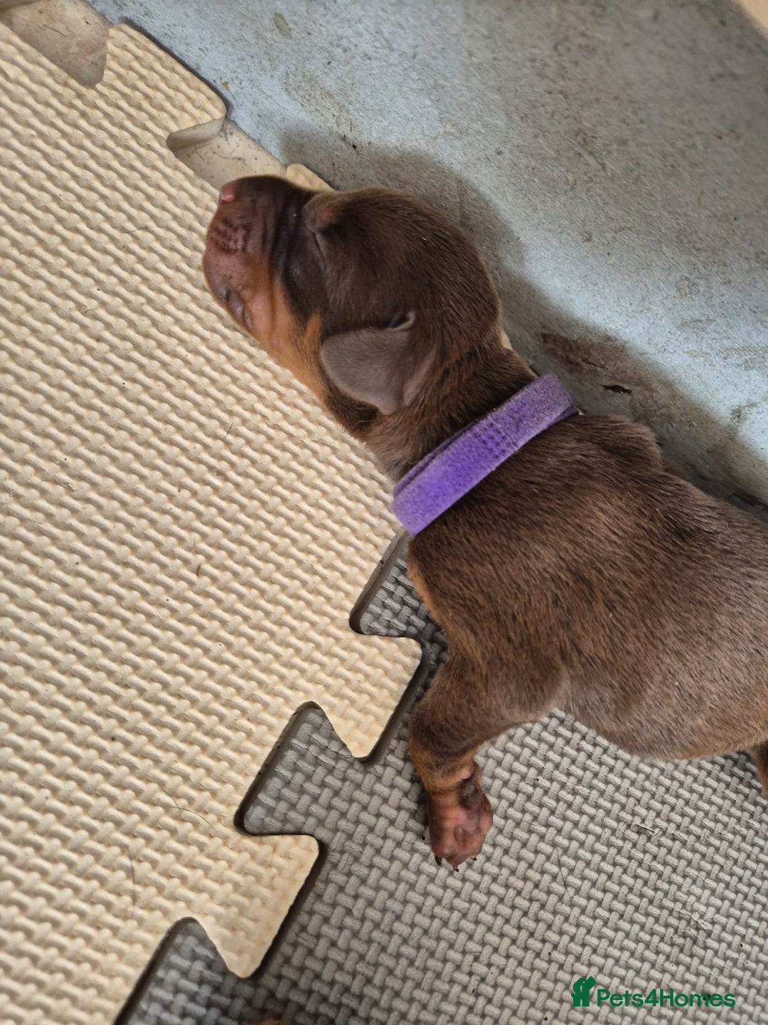 Dobermann dogs for sale: Stunning Dobermann puppies in Nottingham - Image 16