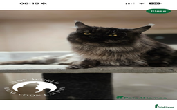 Maine Coon cats for sale: Russian XL maine coons!❤️ready to leave next week! - Image 5