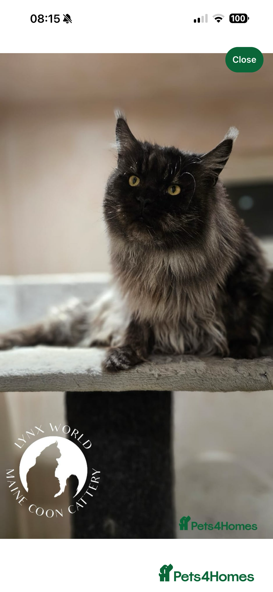 Maine Coon cats for sale: Russian XL maine coons!❤️ready to leave next week! - Image 5