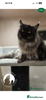 Maine Coon cats - Advert 14
