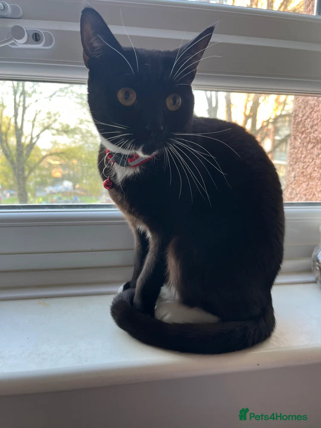 Mixed Breed cats for sale: Cats needing rehoming - Advert 1