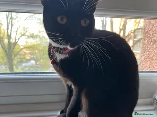 Mixed Breed cats Cats needing rehoming - Advert 17