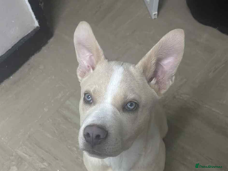 Mixed Breed dogs 5 month old puppy for sale - Advert 8