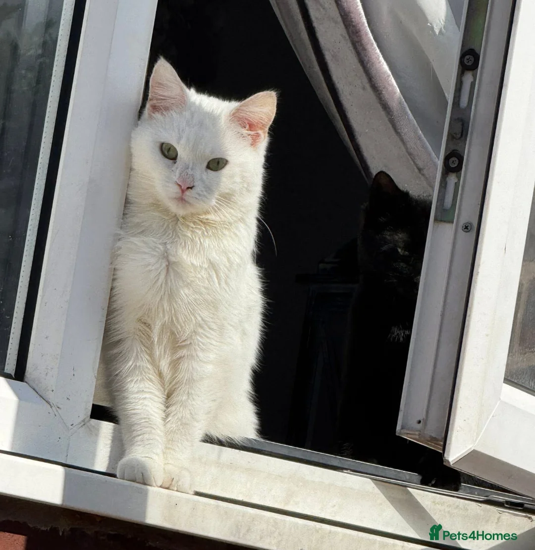 Mixed Breed cats for sale: 4 cats for rehome - Advert 3