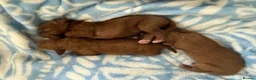 Cockapoo dogs for sale: Beautiful red puppies  - Advert 5