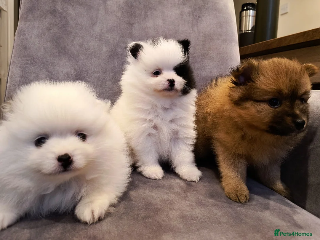 Pomeranian dogs for sale: Stunning Home-Reared Pomeranian Puppies in Harrow - Advert 1