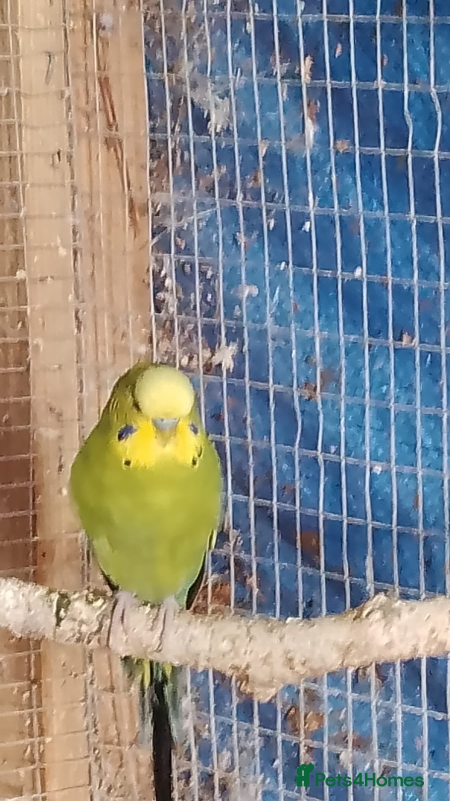Budgerigars birds 2 pairs of adult budgies  - Advert 1