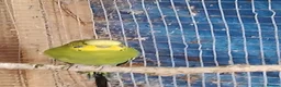 Budgerigars birds for sale: 2 pairs of adult budgies  - Advert 1