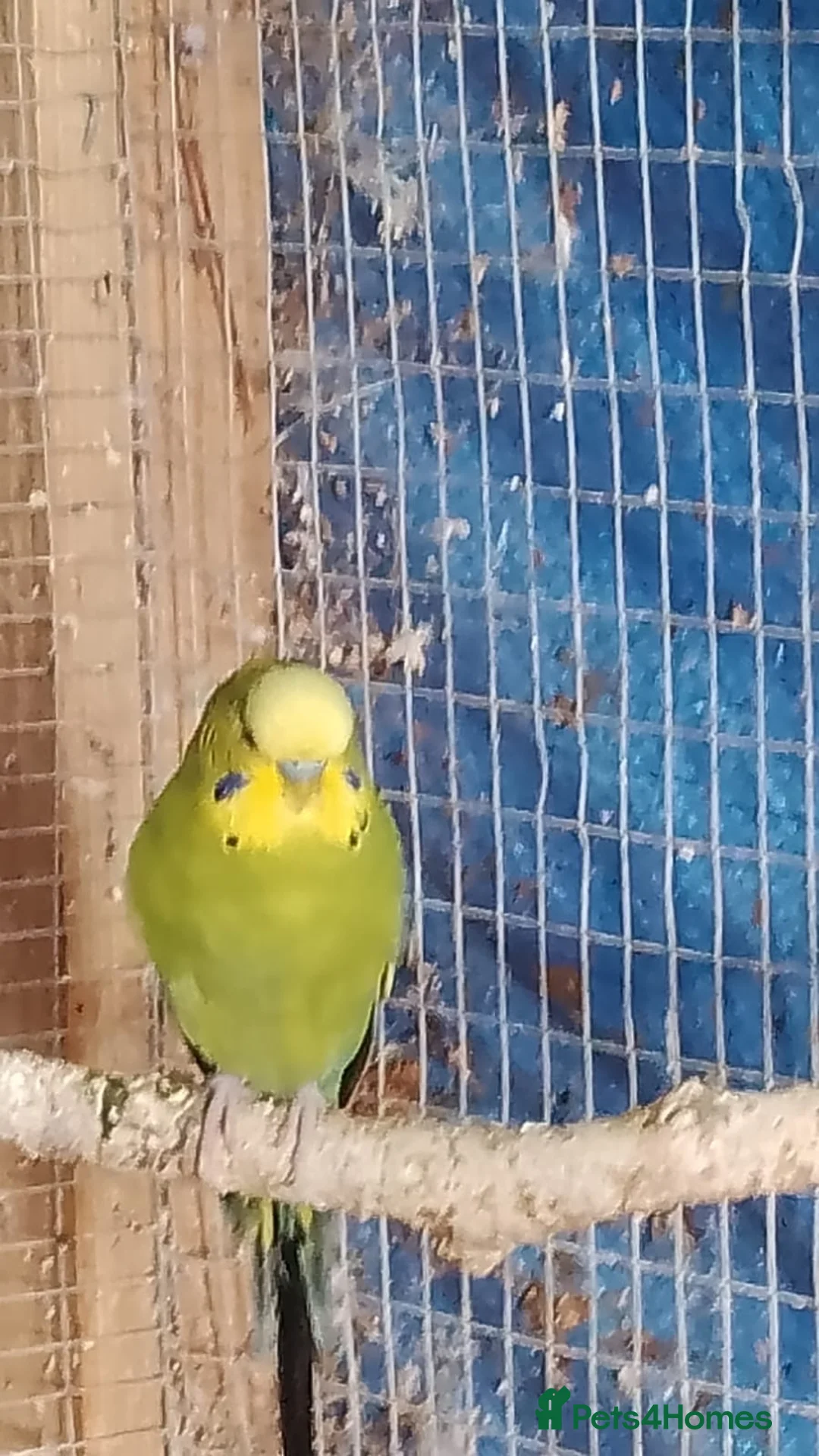 Budgerigars birds for sale: 2 pairs of adult budgies  - Advert 1