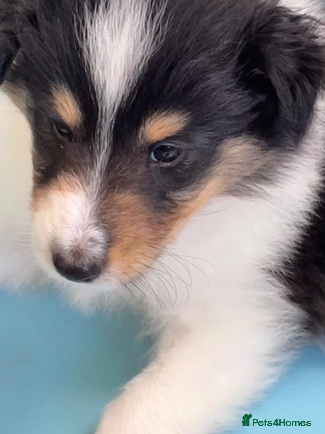 Rough Collie dogs for sale: BEST LAST AVAILABLE PUPPY MALE HEALTH DNA CLEAR  - Image 4