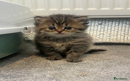 Mixed Breed cats for sale: Half Persian chinchilla and Taby mixed breed - Image 8