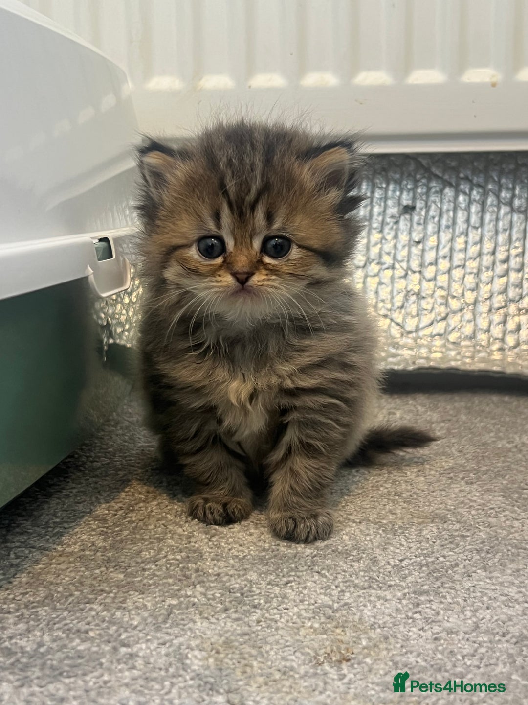 Mixed Breed cats for sale: Half Persian chinchilla and Taby mixed breed - Image 8