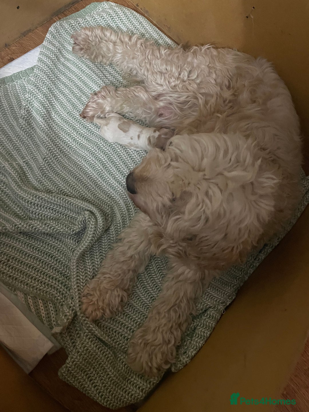 Cockapoo dogs for sale: Cockerpoo apricot and cream  - Advert 2