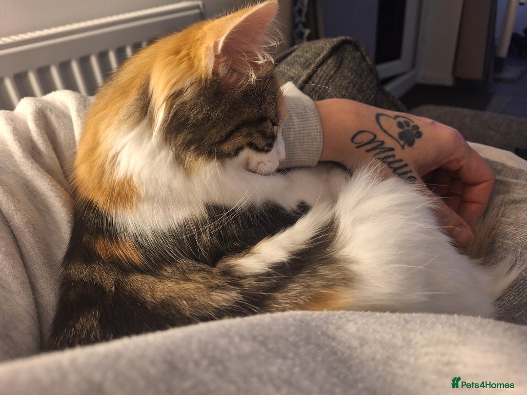 Mixed Breed cats for sale: Beautiful long haired Calico girl - Advert 4