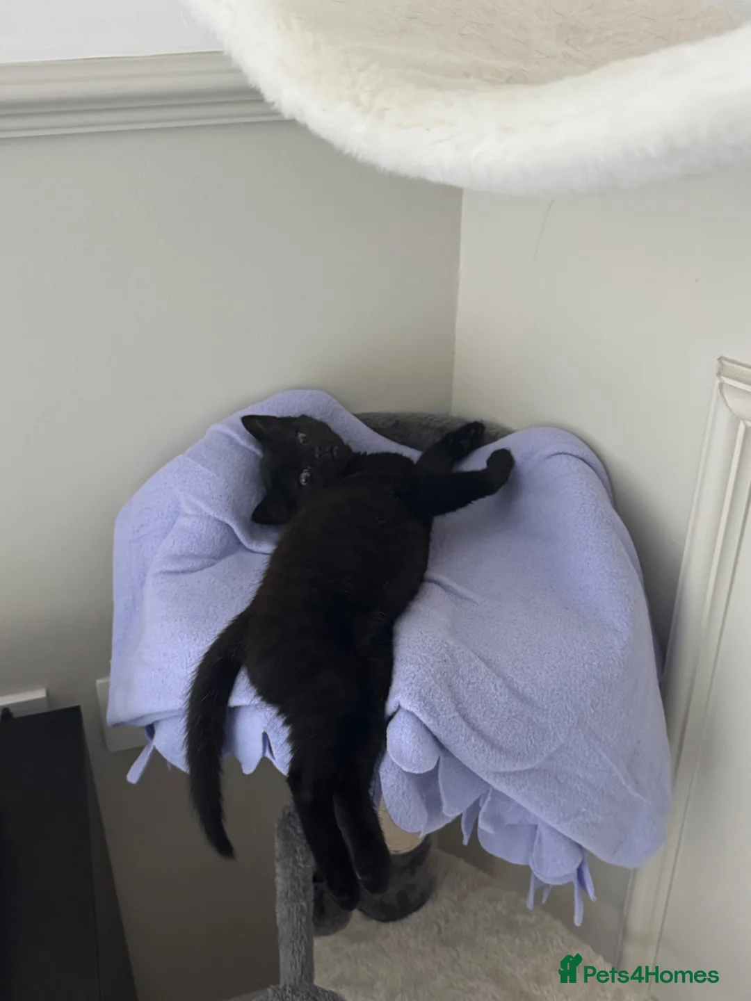 Mixed Breed cats for sale: Beautiful Lily - Advert 2