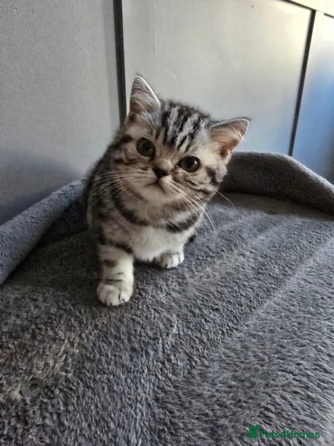 British Shorthair cats for sale: Last Beautiful bsh silver tabbie girl  - Advert 38