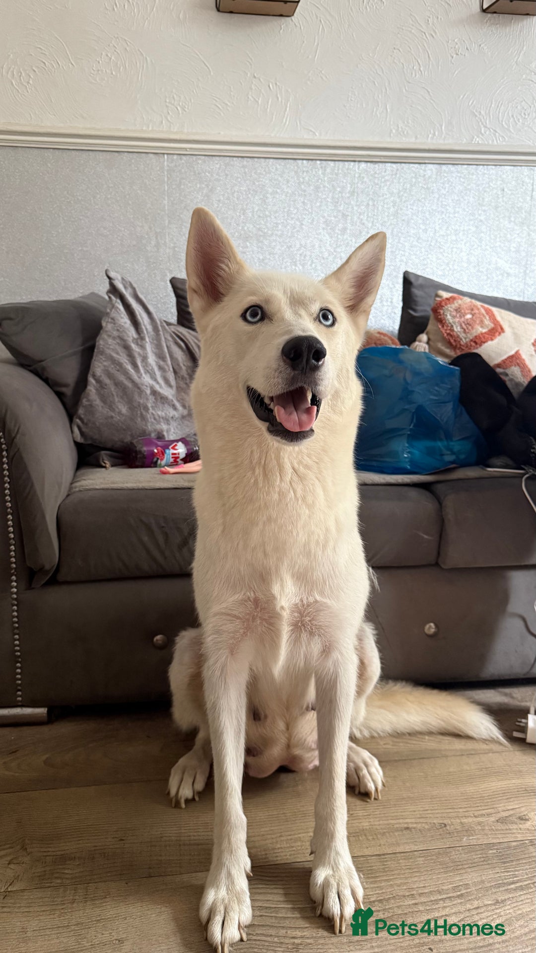 Shepsky dogs for sale: siberian husky x german shepherd - Image 4