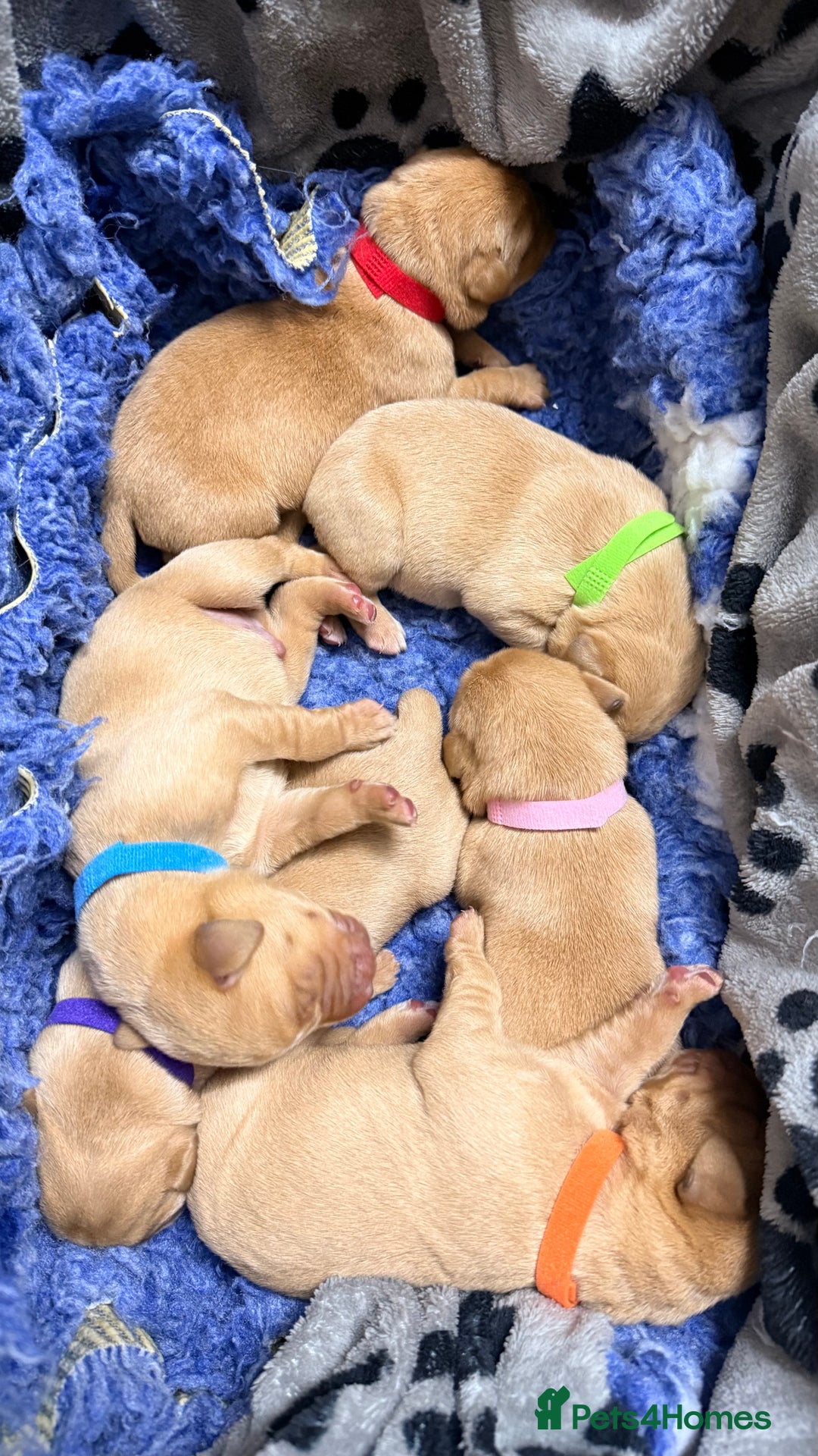 Labrador Retriever dogs for sale: KC Registered Labrador Retriever Bitch Puppy✨ - Advert 6