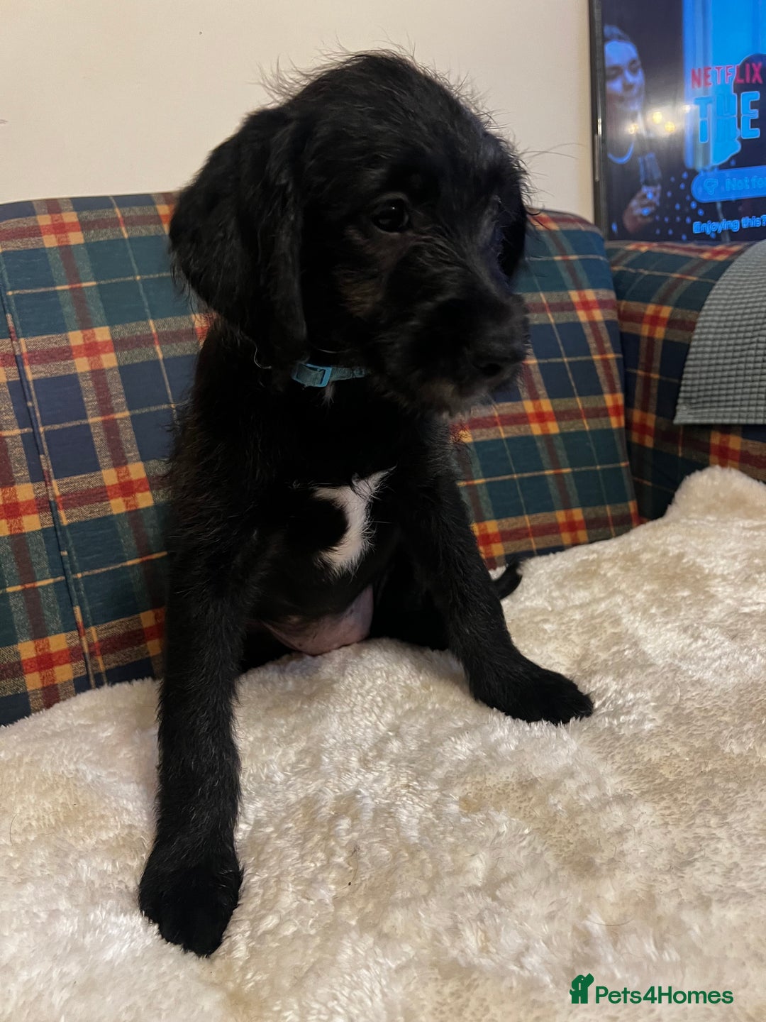 Mixed Breed dogs for sale:  🐾 Labradoodle x Entlebucher Sennenhund Puppies! - Image 16