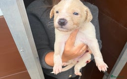 Saluki dogs for sale: Saluki pups - Image 5