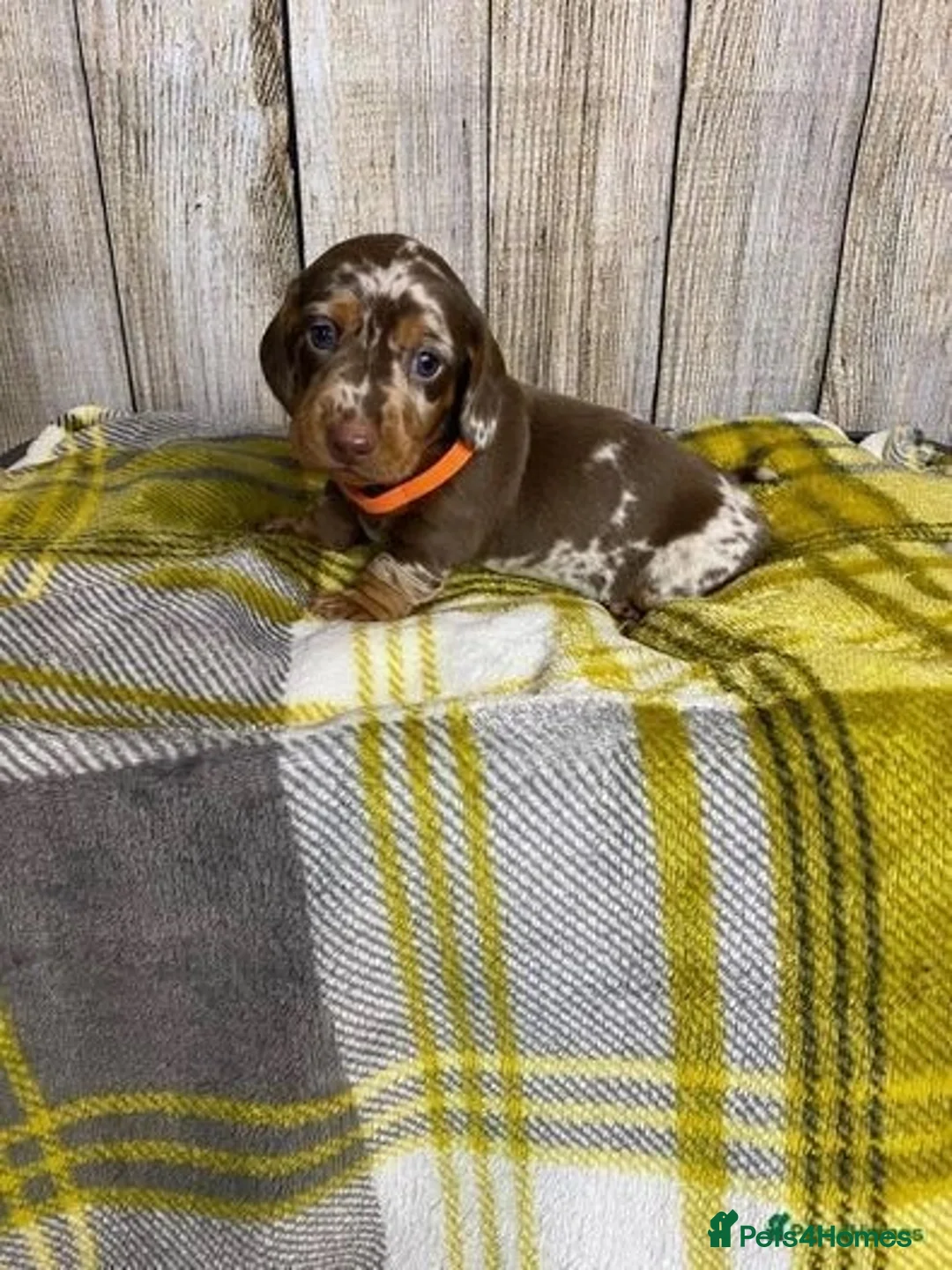Miniature Dachshund dogs for stud: STUNNING MINIATURE DACHSHUND AVAILABLE AT STUD in Grays - Advert 19