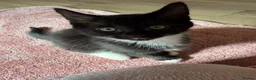 Mixed Breed cats for sale: 2 male kittens - 12 weeks old  in Dewsbury - Advert 6