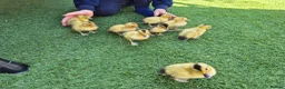 Ducks poultry for sale: Adorable, hand-raised pet ducklings - Advert 3