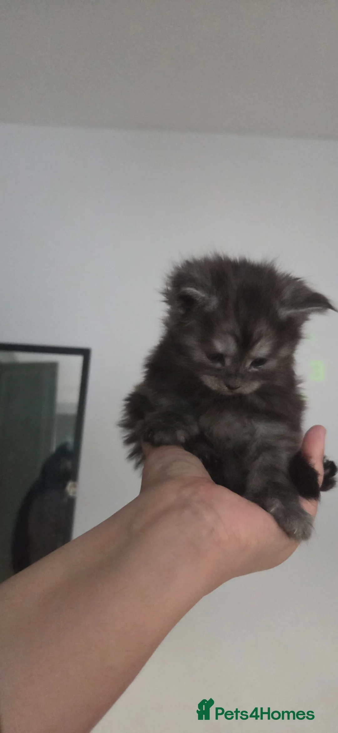 Maine Coon cats for sale: 2 kittens left in Bury - Advert 2