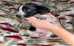 Mixed Breed dogs for sale: Whipper Spaniels ❤️ - Advert 8