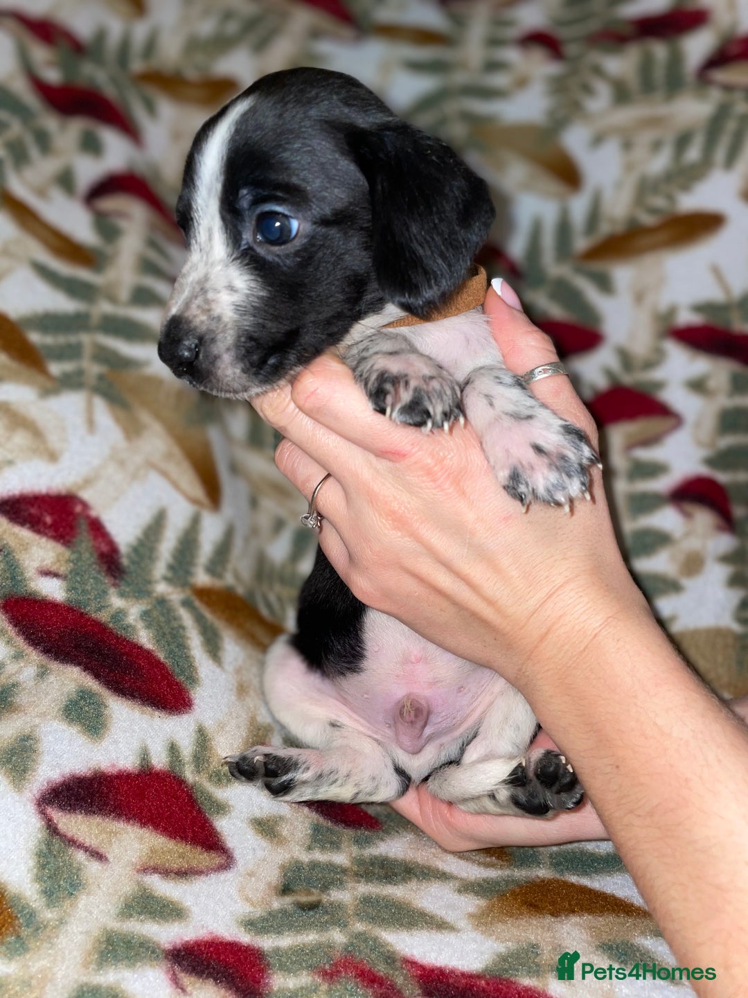 Mixed Breed dogs for sale: Whipper Spaniels ❤️ - Advert 8