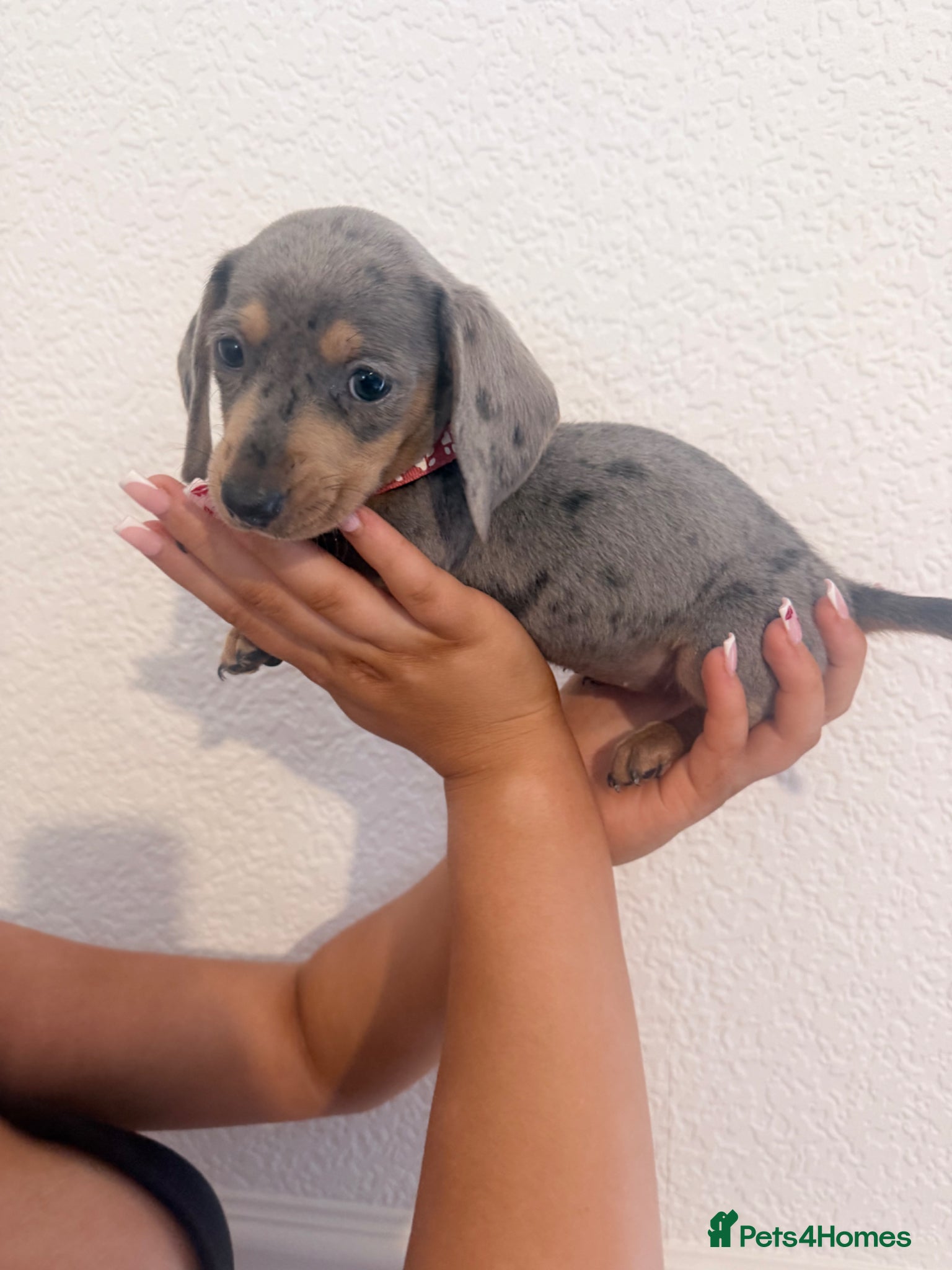 Miniature Dachshund dogs Beautiful dachshunds ! Reduced  - Advert 6