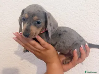 Miniature Dachshund dogs Beautiful dachshunds ! Reduced - Advert 6