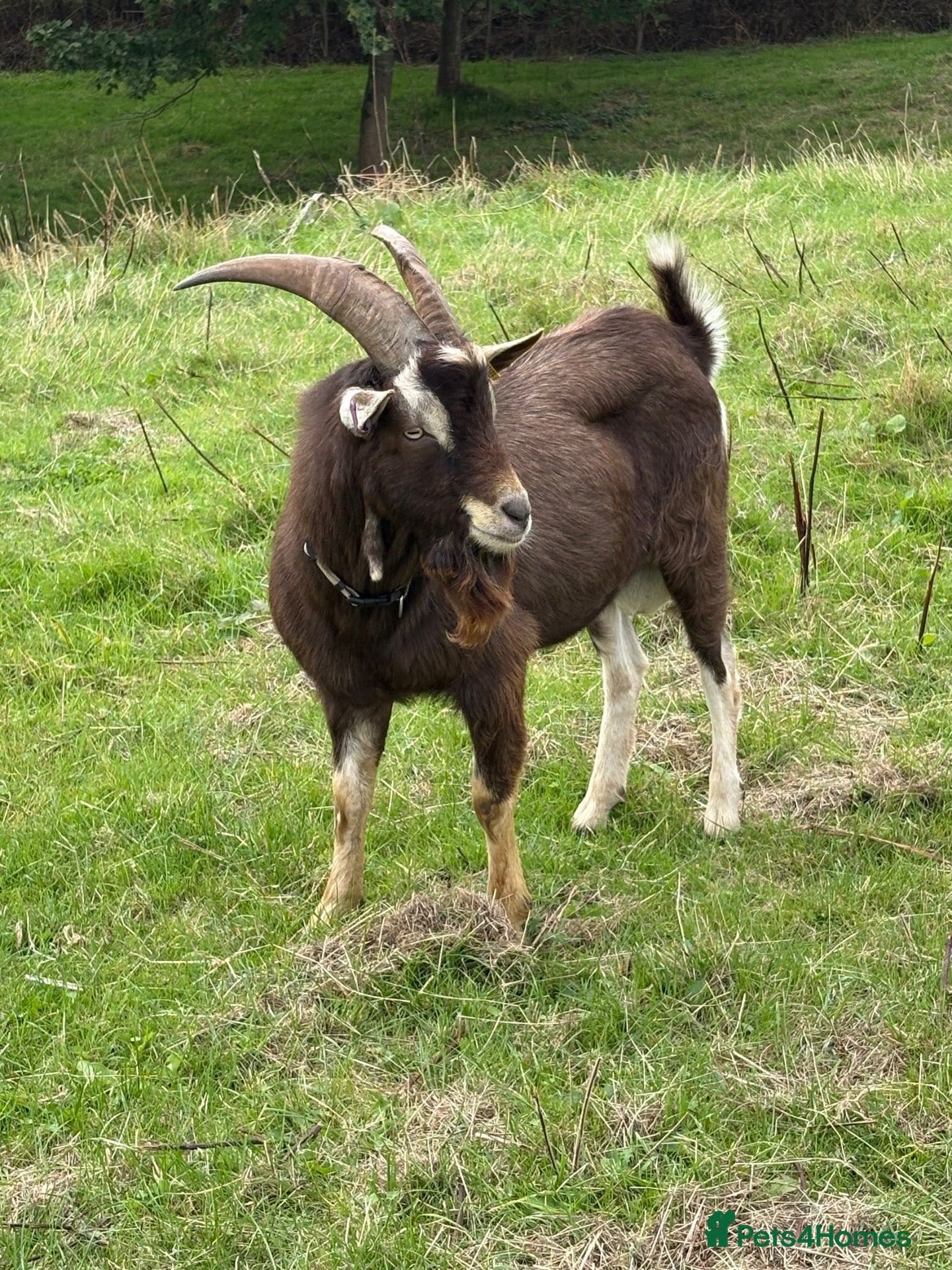 Goats livestock Billy goat - Advert 2