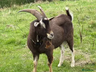 Goats livestock Billy goat - Advert 2