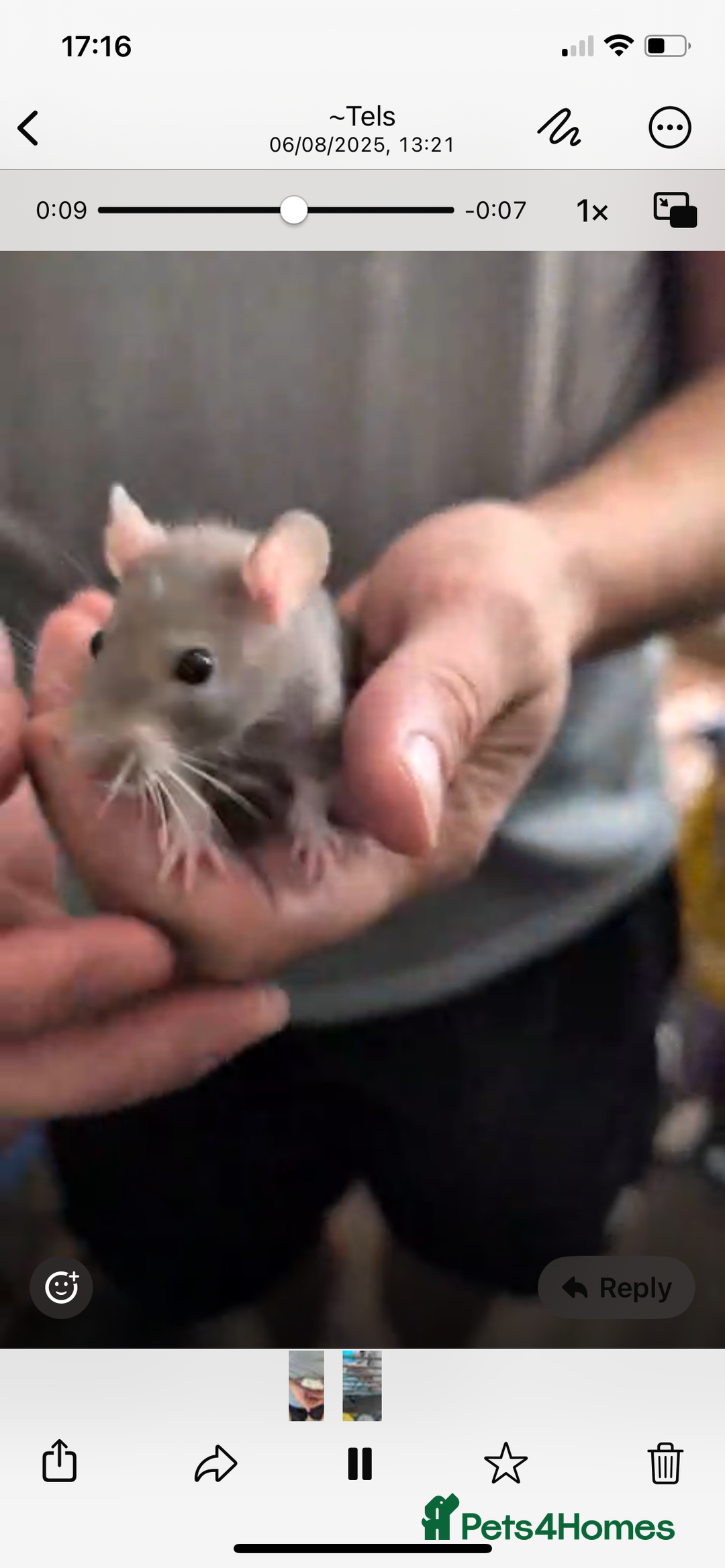 Rat rodents for sale: 2 Female rats - Free - Image 6