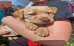 Mixed Breed dogs for sale: Mixed labrador  - Image 28