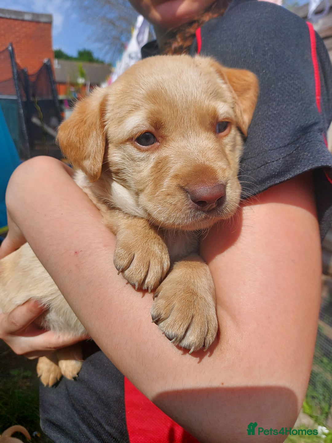 Mixed Breed dogs for sale: Mixed labrador  - Image 28