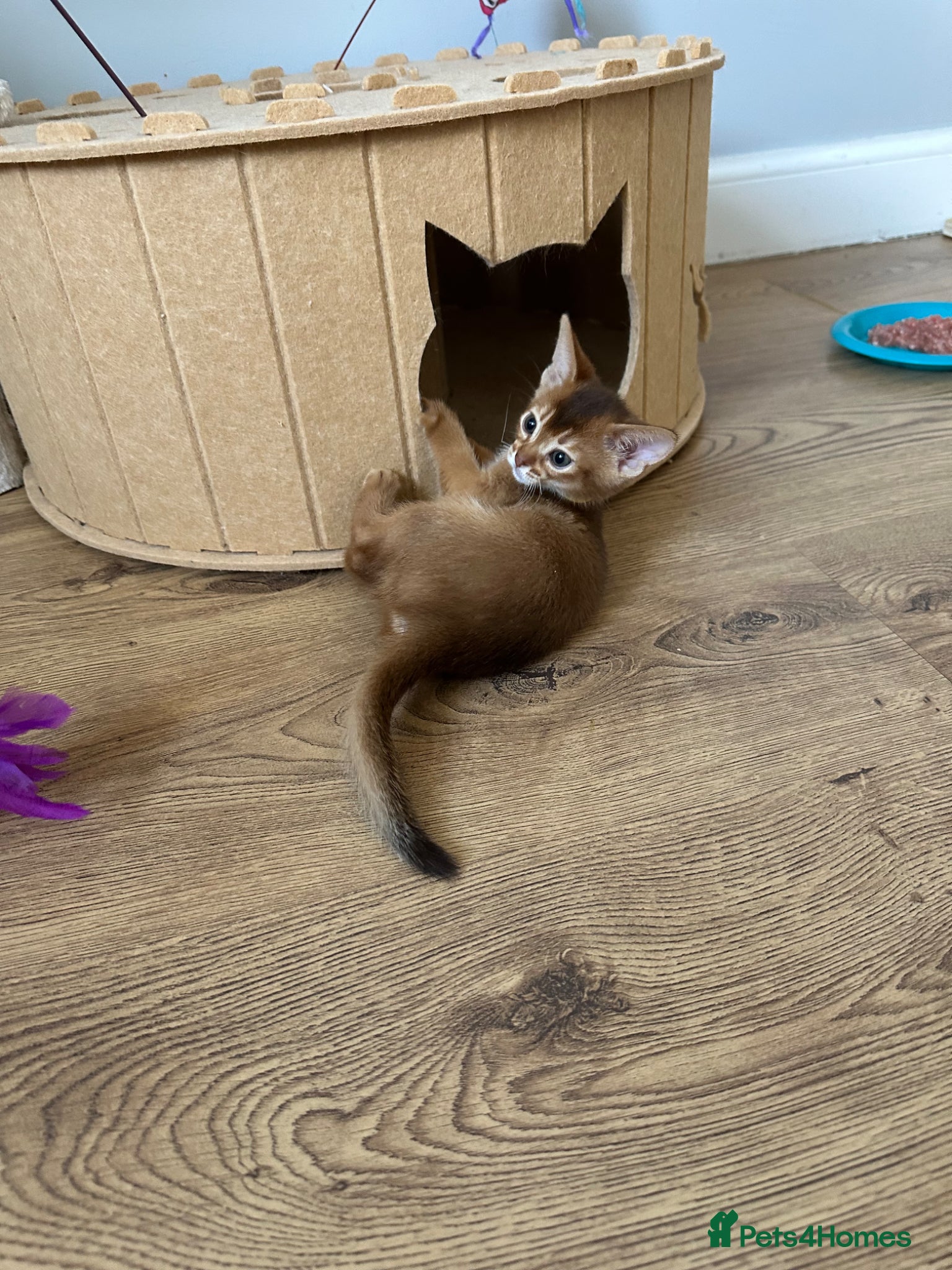 Abyssinian cats Abyssinian kittens  - Advert 7